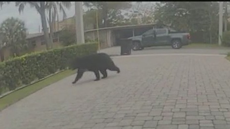 Roaming black bear hit, killed by car in Orlando, officials say